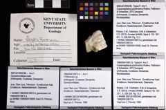 Foto (Objket + Etiketten) von ? Pithonoton sp. 